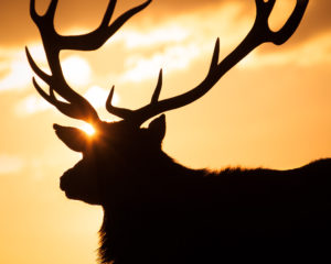 deer-silhouette-122117569