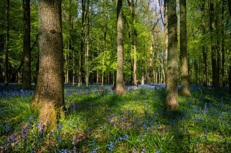 woodland-floor-7586320 – Andrew Steele